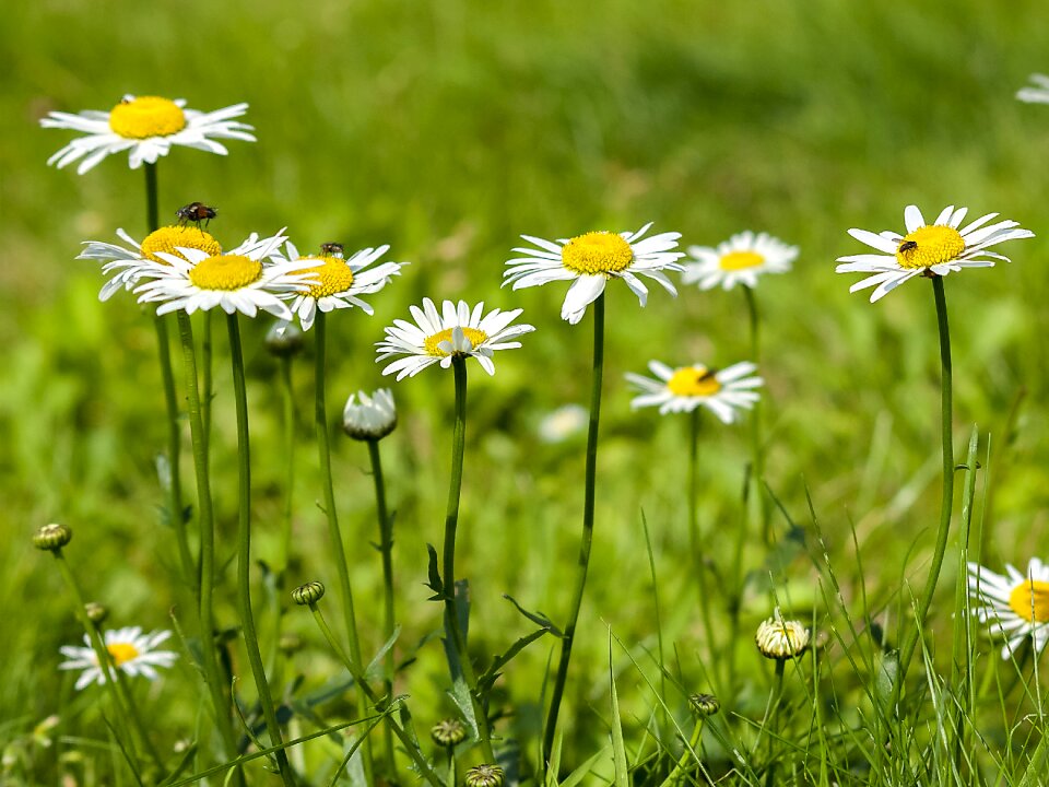 Daisy flower nature photo