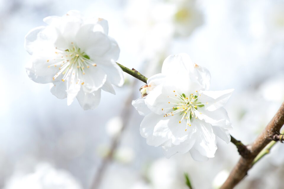 Cherry blossoms white