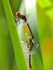 Insect nature animal