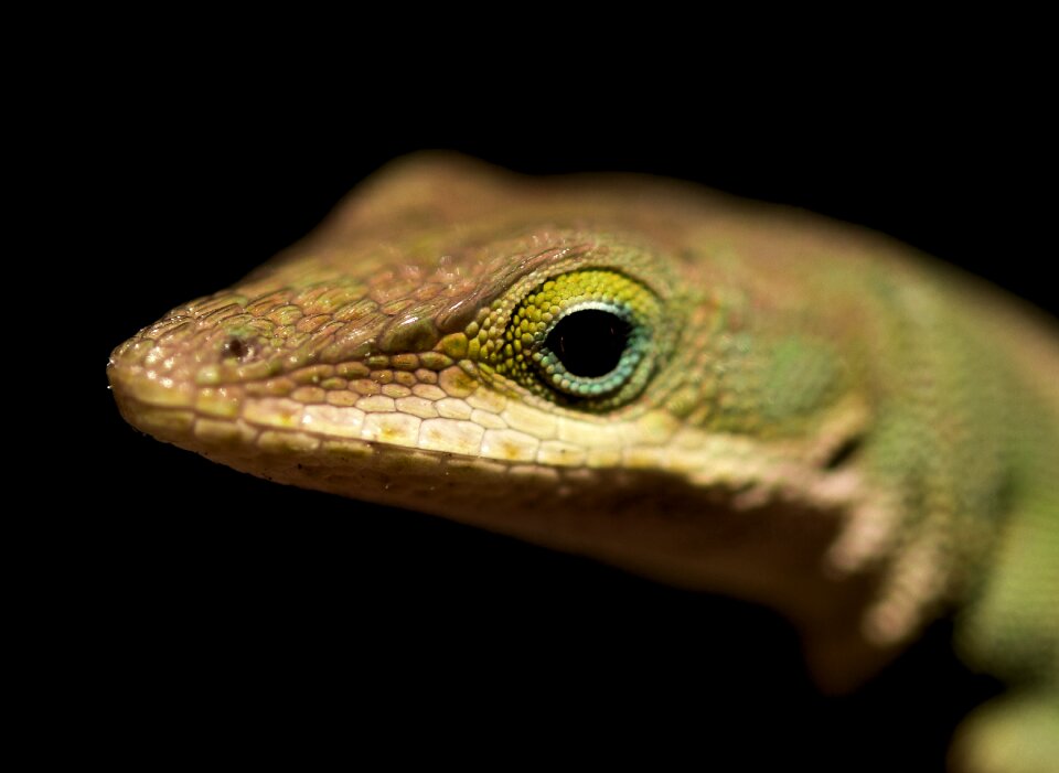 Reptilian wildlife nature