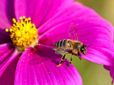 Animal insect blossom photo