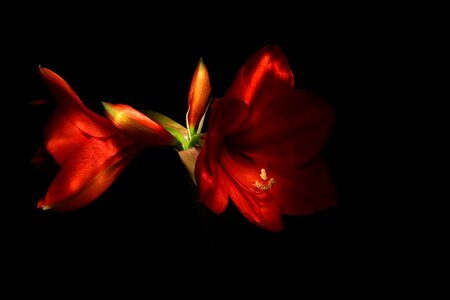 Hippeastrum spring lightpainting photo