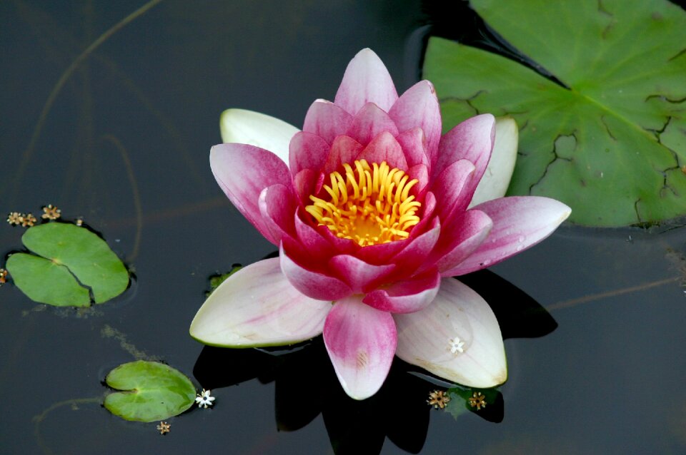 Nuphar flower rose photo