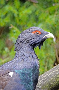 Forest dwellers pheasant-like plumage