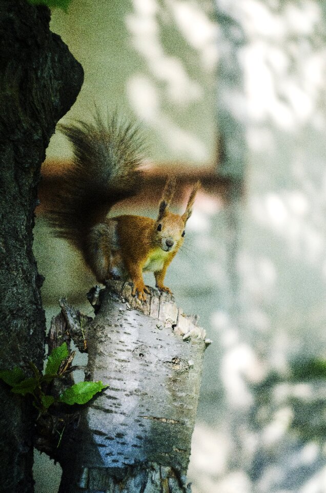 Nature wild natural