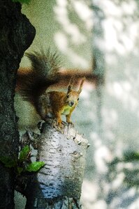Nature wild natural