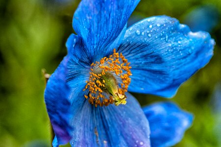 Translucent poppy poppy flower blossom