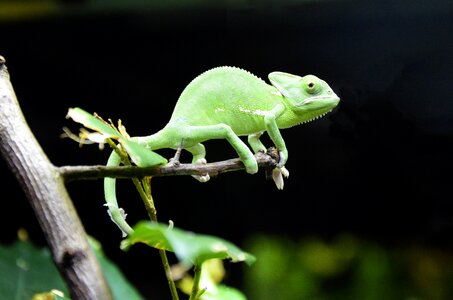 Reptile color chameleon baby photo