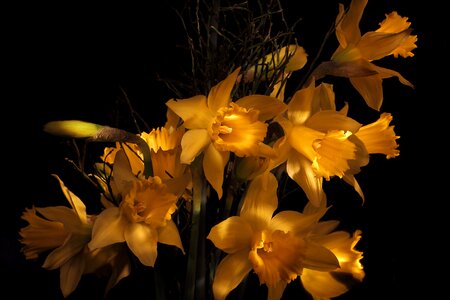 Narcissus pseudonarcissus easter nature