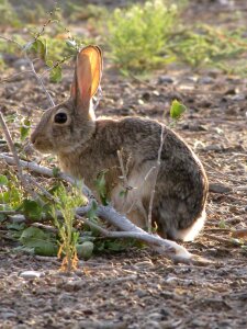 Hare wildlife nature photo