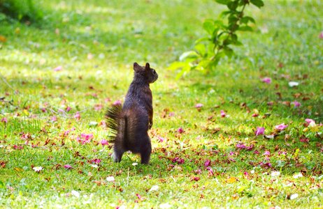 Cute nature cheeky