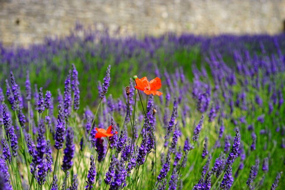 Purple dunkellia violet photo