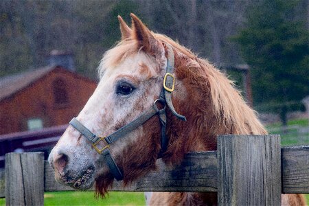 Animal stallion mammal photo