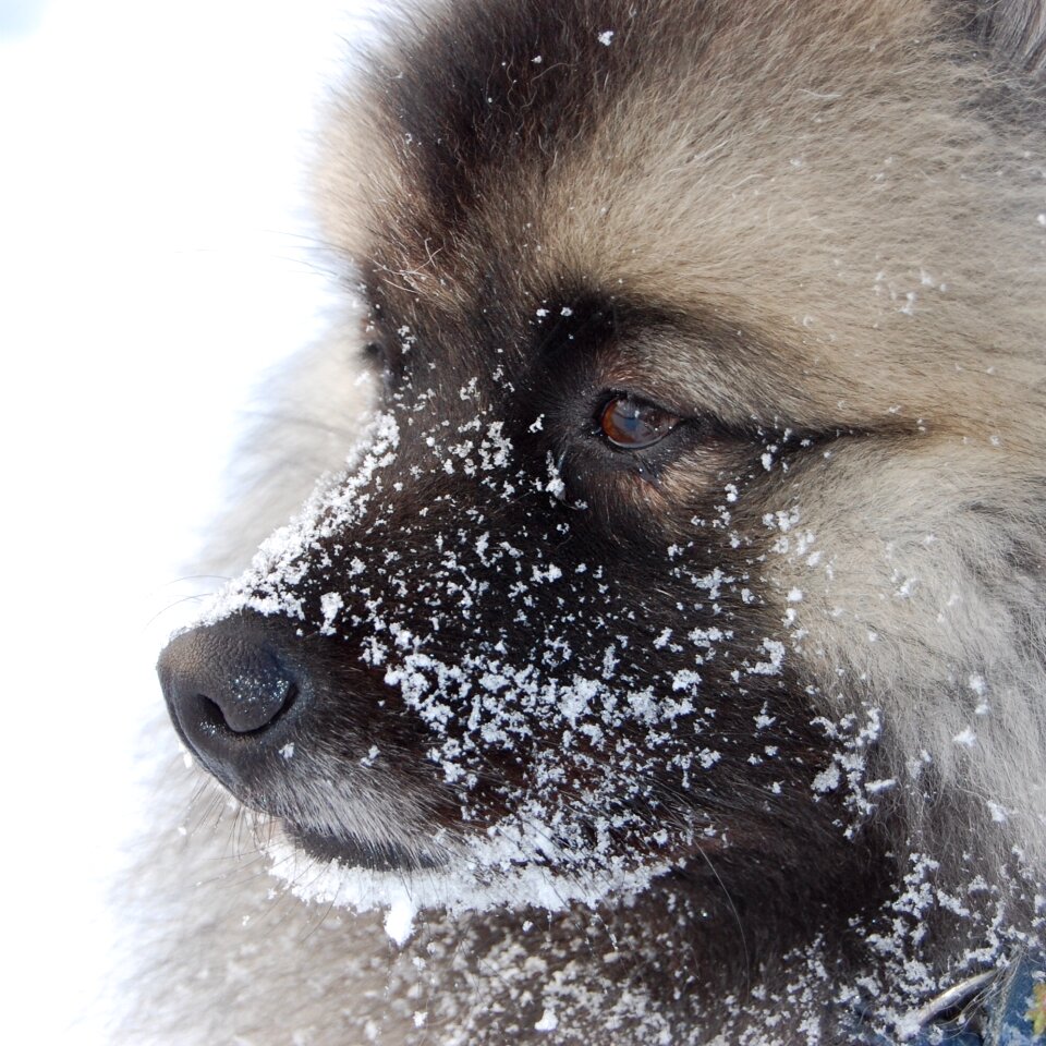 Cute snow dog in snow