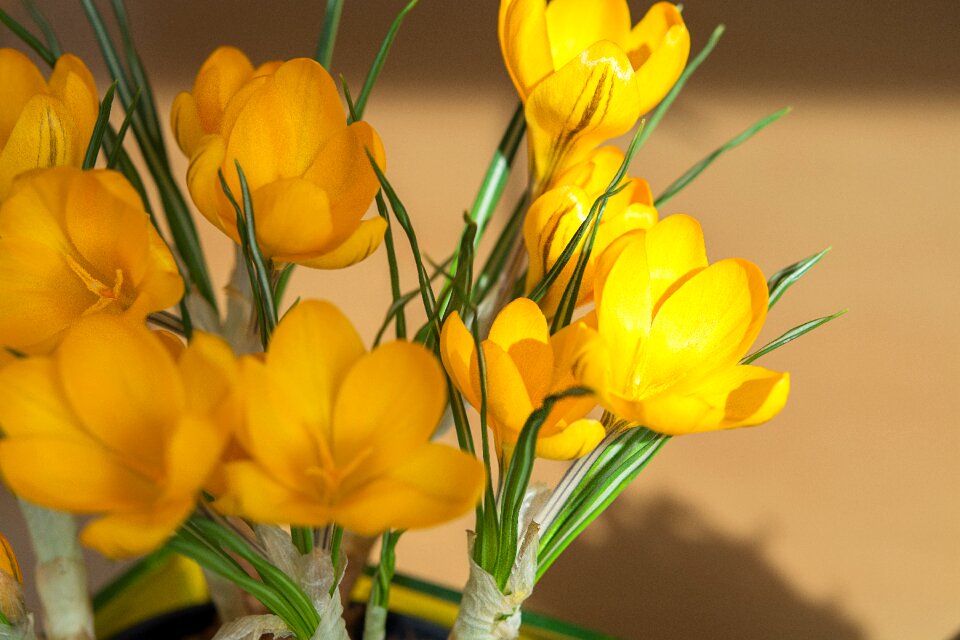 Yellow spring flower spring flower early bloomer
