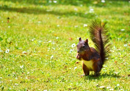 Cute nature cheeky