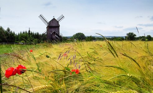 Landscape field cornfield