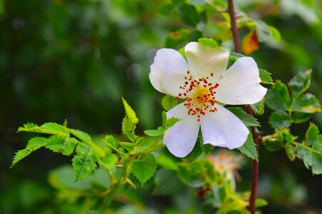 Rosa canina roses rose hip photo