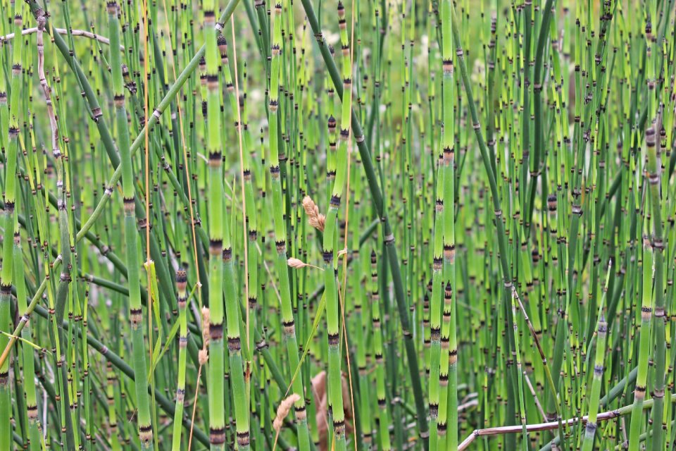 Plant structure bamboo rods