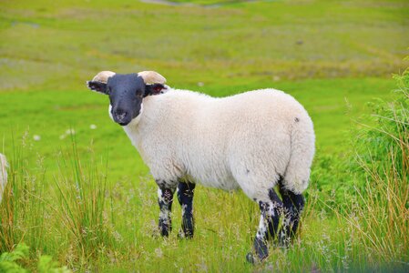 Sheep animal lamb