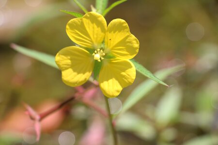 Natural petal fresh