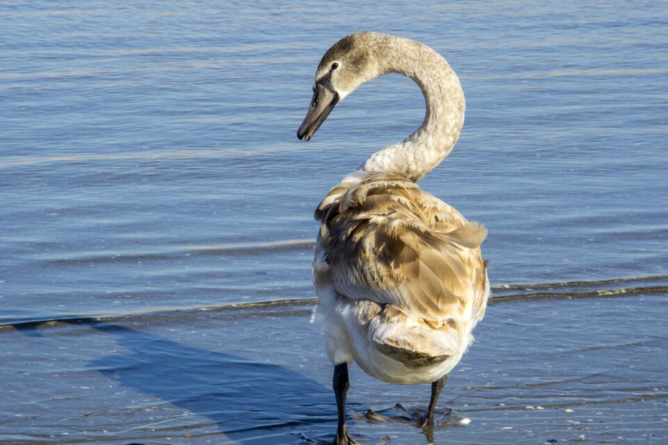 Feather young people bird