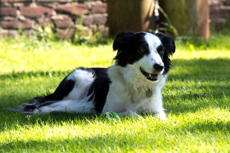 Pet animal summer