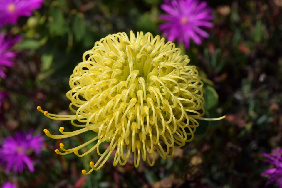 Flower wild flower yellow flower