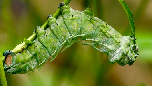 Butterfly caterpillar tropical green photo