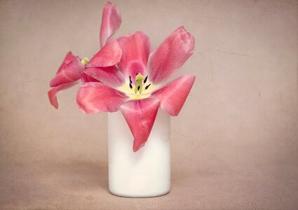 Petals tulips pink vase