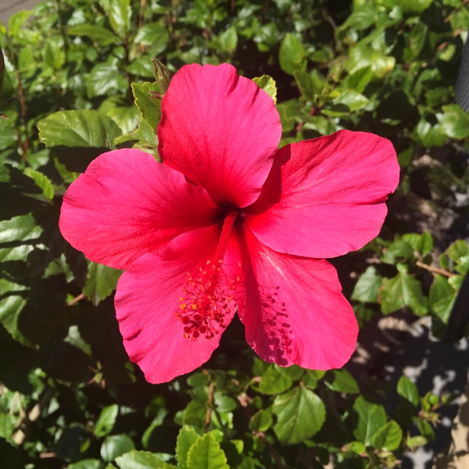 Blossom gardening flowering