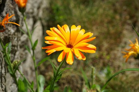 Botany garden petal