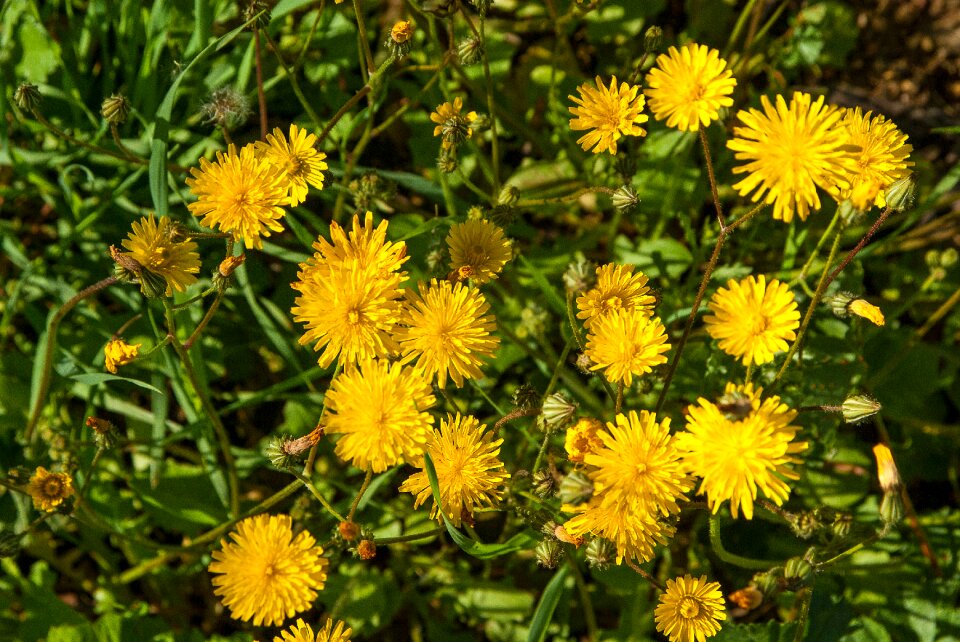 Dandelions yellow flowers wild plants photo