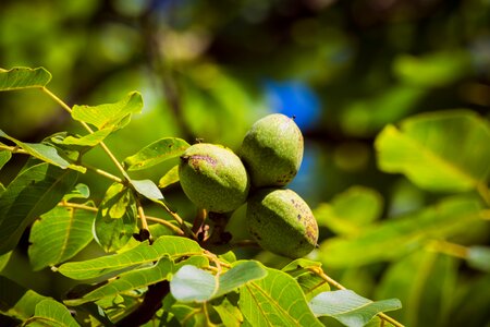 Tree green nut