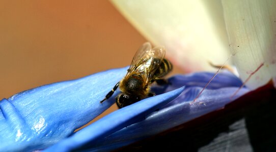 Insect flower macro