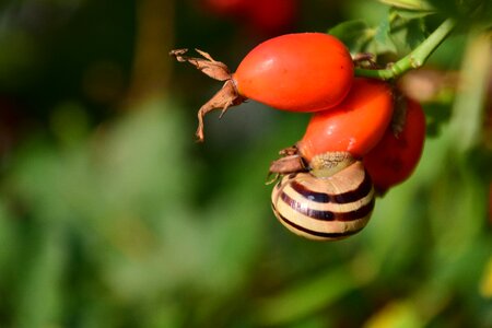 Berry fruit plant