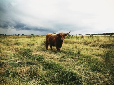 Cattle countryside farm photo