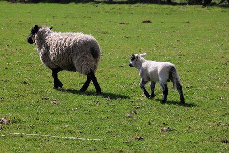 Farm agriculture wool photo