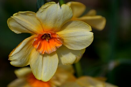 Floral narcissus nature photo