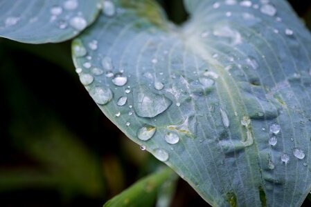 Garden drop of water raindrop photo