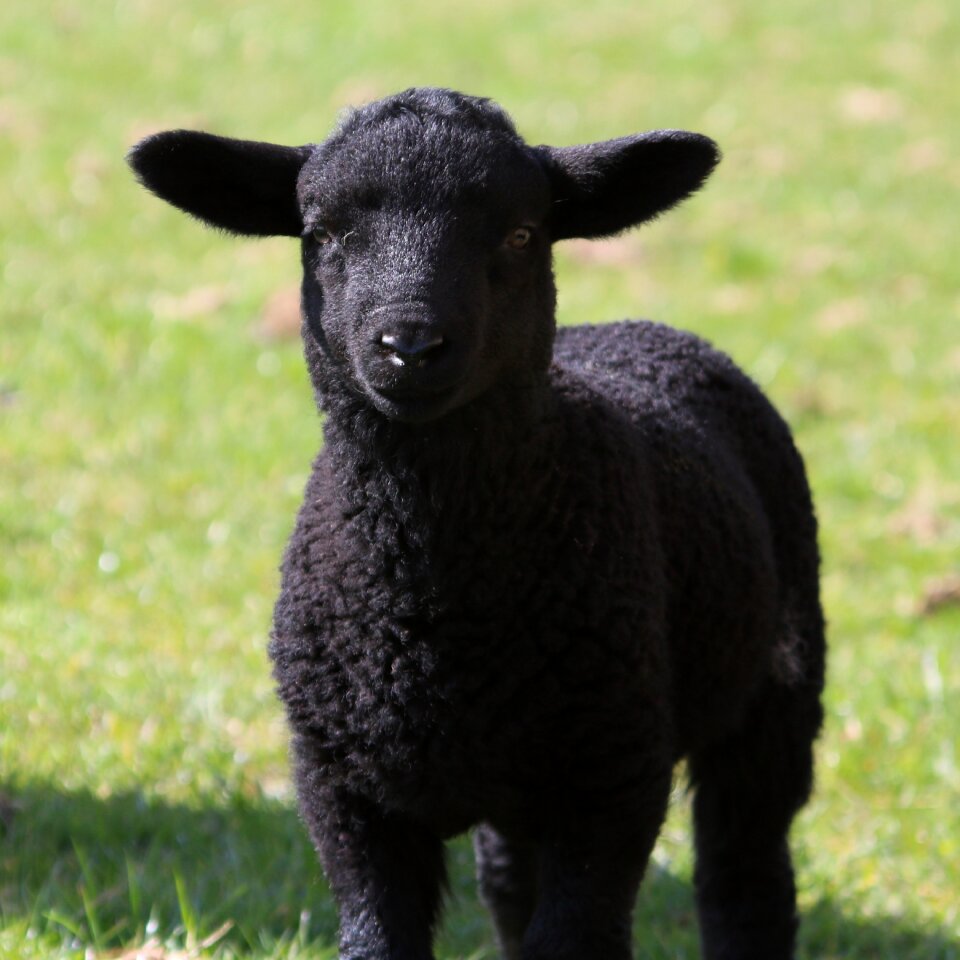 Farm agriculture wool photo