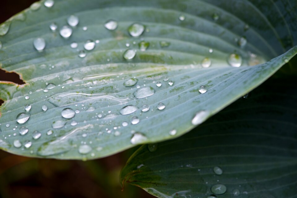 Garden drop of water raindrop