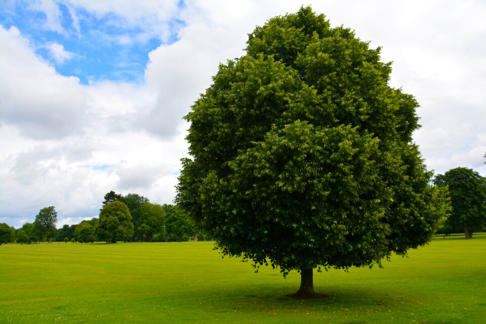 Green nature forest