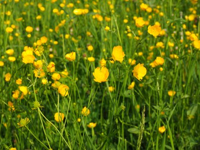 Yellow ranunculus hahnenfußgewächs