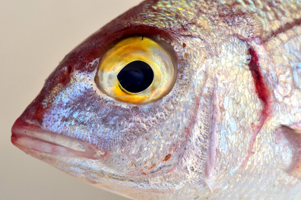 Small small fish fish head