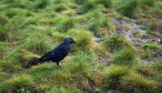 Raven birds black photo