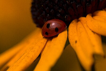 Bug insect flora