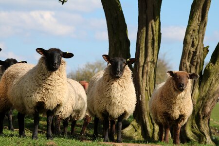 Farm agriculture wool photo