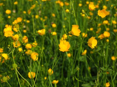 Yellow ranunculus hahnenfußgewächs