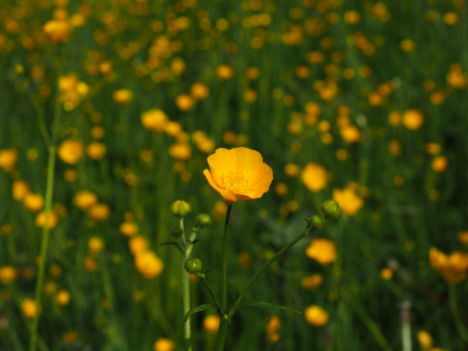 Yellow ranunculus hahnenfußgewächs